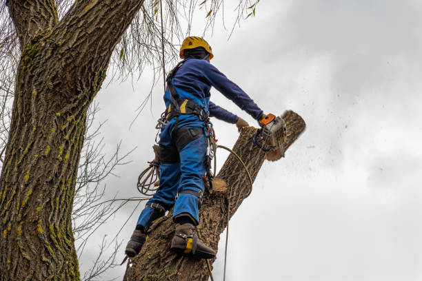Best Seasonal Cleanup (Spring/Fall)  in Solon, IA